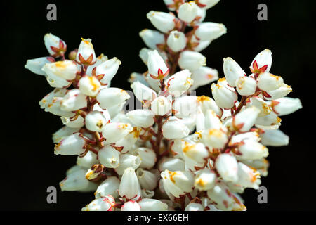 Beautiful Erica carnea flower in spring garden, macro photo Stock Photo