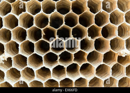 Close up of empty Wasp nest texture background or backdrop Stock Photo