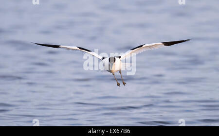 Adult Avocet (Recurvirostra avosetta) in flight at Minsmere nature reserve Stock Photo