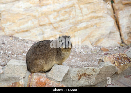 Rock Hyrax (Procavia capensis) also known as rock dassie relaxing on rocks in Mossel Bay, South Africa Stock Photo