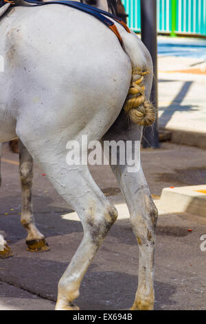 Andalusian horse tail braided white Stock Photo