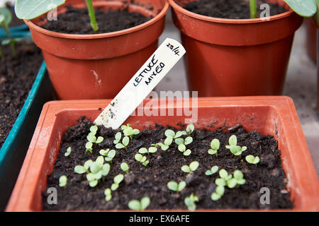Mixed Lettuce Seedlings Growing in a Mini Tray of Compost in a Greenhouse. Stock Photo