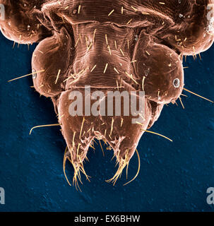 Pediculus humanus capitis, head louse, SEM Stock Photo