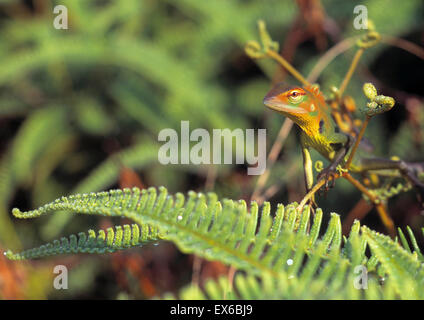 Calotes sp., lizard Stock Photo