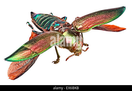 Euchlora gigantea, Giant Jewel Beetle