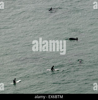 surfer surfing dolphin dolphins wild atlantic way ocean wildlife RM Ireland Stock Photo