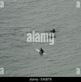 surfer surfing dolphin dolphins wild atlantic way ocean wildlife RM Ireland Stock Photo
