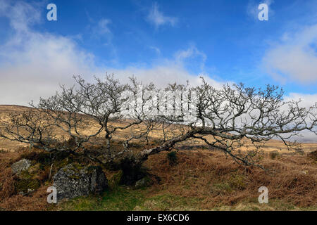 Glenveagh national park donegal ireland spring mountain ash tree leafless RM Floral Stock Photo