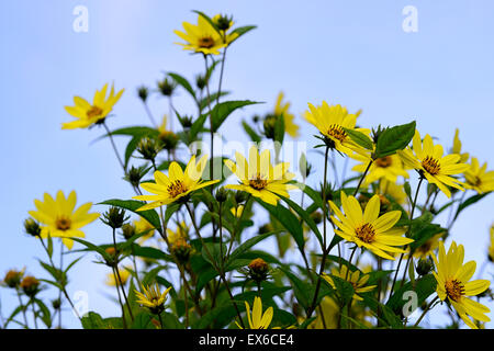 helianthus lemon queen yellow flowers flower autumn flowering sunflower tall herbaceous perennial Stock Photo