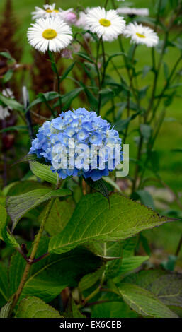 hydrangea macrophylla bailmer blue flowers inflorescence erigeron snow white perennial flowering autumn fall RM Floral Stock Photo