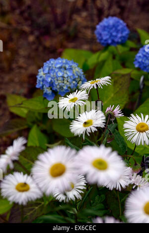 hydrangea macrophylla bailmer blue flowers inflorescence erigeron snow white perennial flowering autumn fall RM Floral Stock Photo