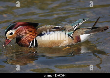 Male Mandarin Duck (Aix galericulata) dabbles in the lake Stock Photo