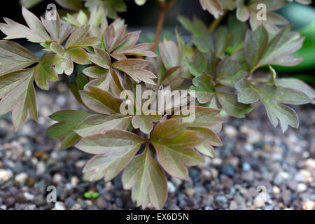 paeonia bartzella itoh hybrid peony leaves foliage reddish brown spring growth peonies RM Floral Stock Photo