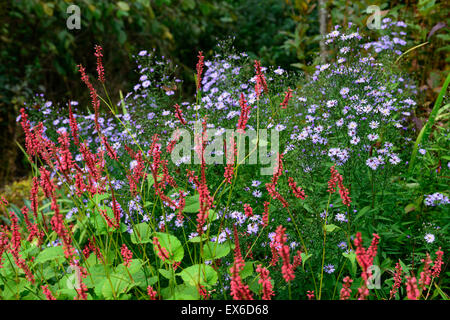 Persicaria amplexicaulis Blackfield Aster little Carlow mixed mix perennial bed border herbaceous autumn flowers RM Floral Stock Photo