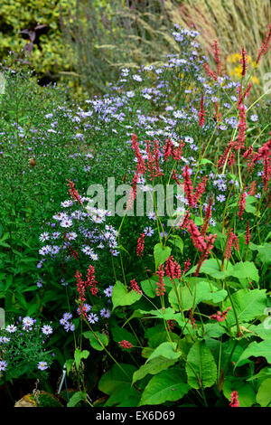 Persicaria amplexicaulis Blackfield Aster little Carlow mixed mix perennial bed border herbaceous autumn flowers RM Floral Stock Photo