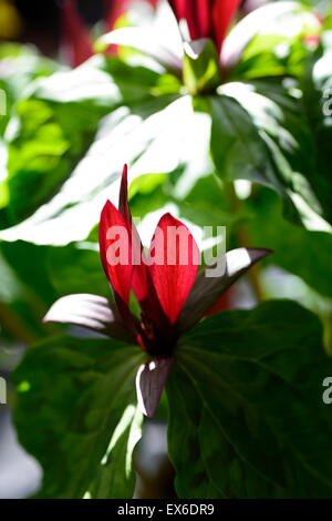 Trillium chloropetalum Giant Wake Robin Sessile shade shaded shady wood woodland flower flowers spring color RM Floral Stock Photo