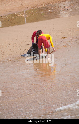 RNLI Lifeguards clear away dead barrel jellyfish washed ashore at Bournemouth beach, Dorset UK  in June. Barrel jelly fish. Stock Photo