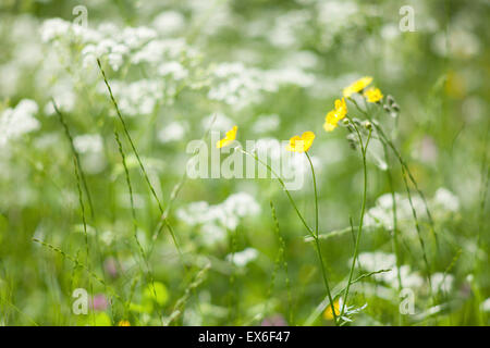 Yellow buttercup flowers surrounded by white meadow flowers Stock Photo