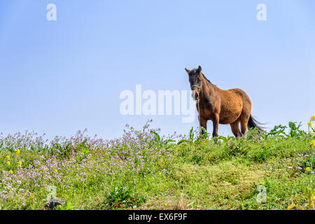 healthy brown horse standing alone on a green hill in Jeju Island, korea. Stock Photo