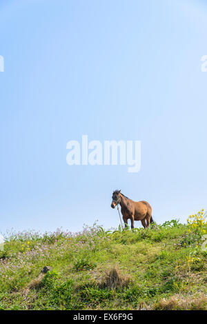 healthy brown horse standing alone on a green hill in Jeju Island, korea. Stock Photo