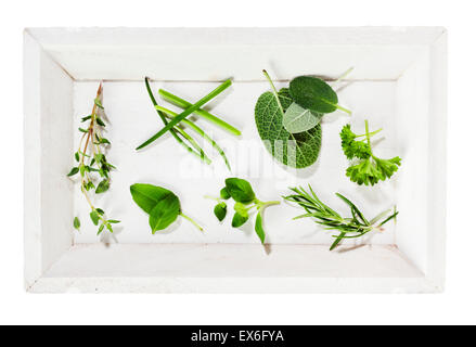 Collection of herbs on white wooden tray Stock Photo