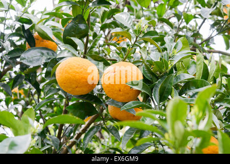 Yellow ripen tangerines growing on a tree in Jeju, Korea. Stock Photo