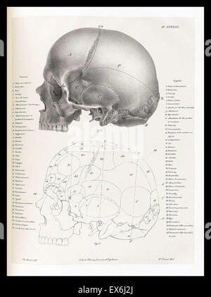 illustration from 'Traitè de phrénologie humaine et comparée (Paris, 1832-1835); by Joseph Vimont 1795 - 1857. phrenology was founded in the early 19th century by Franz Josef Gall (1758-1828). It holds that different intelligences and personality traits h Stock Photo