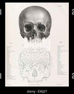 illustration from 'Traitè de phrénologie humaine et comparée (Paris, 1832-1835); by Joseph Vimont 1795 - 1857. phrenology was founded in the early 19th century by Franz Josef Gall (1758-1828). It holds that different intelligences and personality traits h Stock Photo