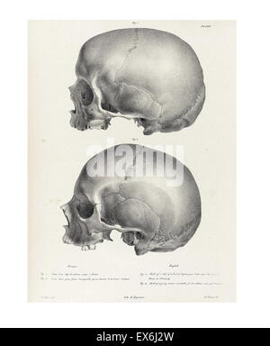 illustration from 'Traitè de phrénologie humaine et comparée (Paris, 1832-1835); by Joseph Vimont 1795 - 1857. phrenology was founded in the early 19th century by Franz Josef Gall (1758-1828). It holds that different intelligences and personality traits h Stock Photo