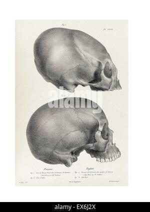 illustration from 'Traitè de phrénologie humaine et comparée (Paris, 1832-1835); by Joseph Vimont 1795 - 1857. phrenology was founded in the early 19th century by Franz Josef Gall (1758-1828). It holds that different intelligences and personality traits h Stock Photo