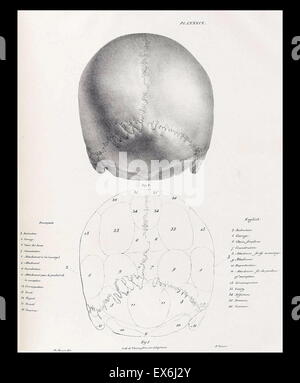 illustration from 'Traitè de phrénologie humaine et comparée (Paris, 1832-1835); by Joseph Vimont 1795 - 1857. phrenology was founded in the early 19th century by Franz Josef Gall (1758-1828). It holds that different intelligences and personality traits h Stock Photo