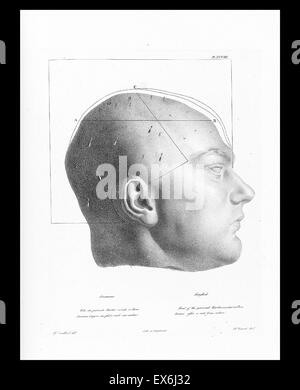 illustration from 'Traitè de phrénologie humaine et comparée (Paris, 1832-1835); by Joseph Vimont 1795 - 1857. phrenology was founded in the early 19th century by Franz Josef Gall (1758-1828). It holds that different intelligences and personality traits h Stock Photo