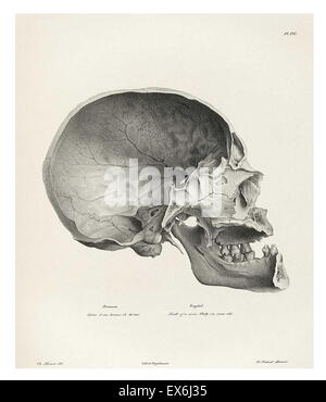 illustration from 'Traitè de phrénologie humaine et comparée (Paris, 1832-1835); by Joseph Vimont 1795 - 1857. phrenology was founded in the early 19th century by Franz Josef Gall (1758-1828). It holds that different intelligences and personality traits h Stock Photo