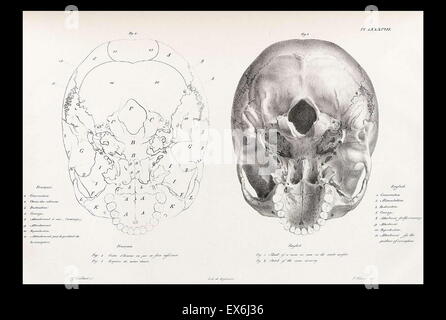 illustration from 'Traitè de phrénologie humaine et comparée (Paris, 1832-1835); by Joseph Vimont 1795 - 1857. phrenology was founded in the early 19th century by Franz Josef Gall (1758-1828). It holds that different intelligences and personality traits h Stock Photo