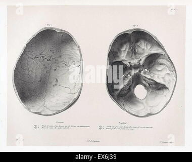 illustration from 'Traitè de phrénologie humaine et comparée (Paris, 1832-1835); by Joseph Vimont 1795 - 1857. phrenology was founded in the early 19th century by Franz Josef Gall (1758-1828). It holds that different intelligences and personality traits h Stock Photo