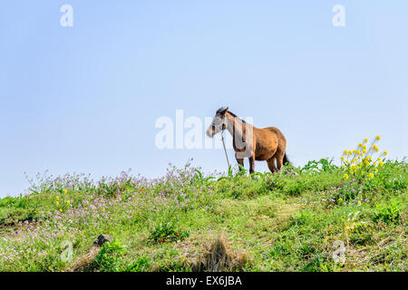 healthy brown horse standing alone on a green hill in Jeju Island, korea. Stock Photo