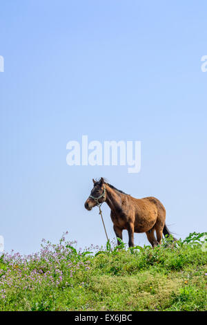 healthy brown horse standing alone on a green hill in Jeju Island, korea. Stock Photo