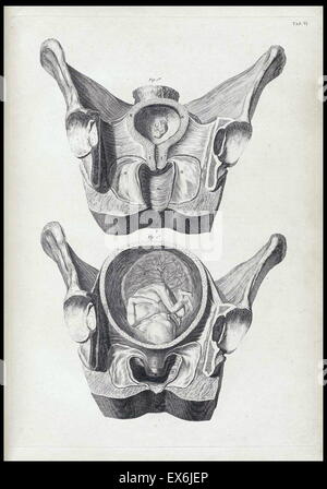 Illustration from 'A sett of anatomical tables, with explanations, and an abridgment, of the practice of midwifery'. (London: 1754). By William Smellie (1697 – 1763) a Scottish obstetrician Stock Photo