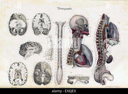 Anatomical Illustration from 'Anatomie méthodique, ou Organographie humaine en tableaux synoptiques, avec figures'. (Paris 1829). By Jean-Baptiste Sarlandière (1787 - 1838) a French anatomist and physiologist born in Aix-la-Chapelle Stock Photo