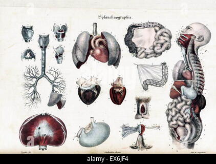 Anatomical Illustration from 'Anatomie méthodique, ou Organographie humaine en tableaux synoptiques, avec figures'. (Paris 1829). By Jean-Baptiste Sarlandière (1787 - 1838) a French anatomist and physiologist born in Aix-la-Chapelle Stock Photo