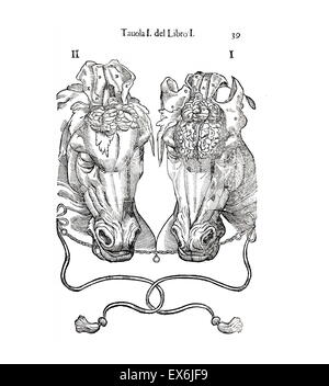 Equine anatomical Illustration from 'Anatomia del cavallo, infermità, et suoi rimedii'. Anatomy of a horse); (1618). by Carlo Ruini, (1530-1598) Stock Photo