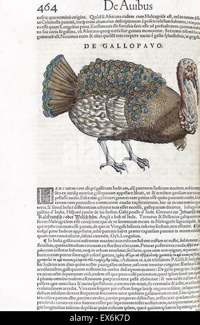 Illustration of a turkey, from 'medici Tigurini Historiae animalium' Historia animalium 1564; a veterinary anatomical book, by Conradi Gesneri 1516-1575 Stock Photo