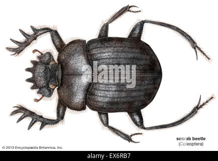 Sacred scarab beetle Stock Photo