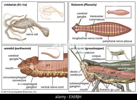 Invertebrate nervous systems Stock Photo