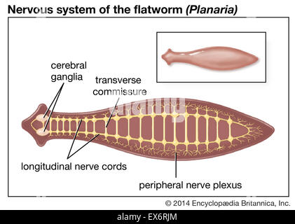 Nervous system of the flatworm Stock Photo