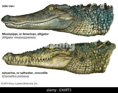 Comparison of alligators and crocodiles Stock Photo