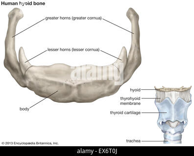 Human Skeleton Hyoid Bone Anatomy For Medical Concept 3d Illustration Stock Photo Alamy