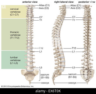 Human vertebral column Stock Photo