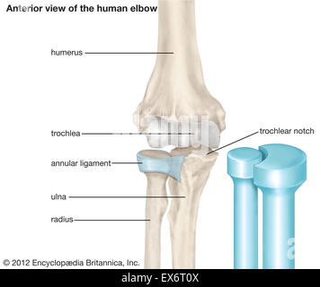 Anterior view of a human elbow Stock Photo