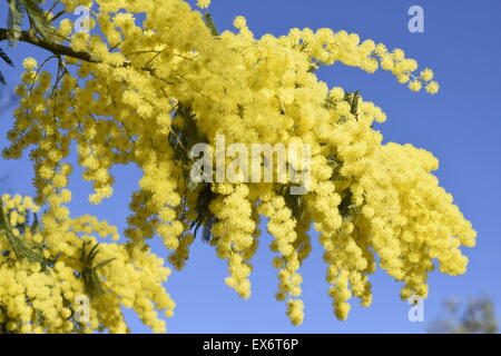 a Mimosa branch in bloom with yellow flowers against a blue sky. Stock Photo